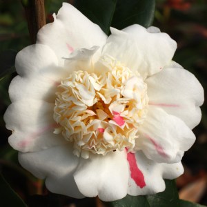 Camellia 'Nioi-fubuki' (Higo)