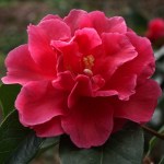 Camellia reticulata 'Noble Pearl'