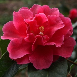 Camellia reticulata 'Noble Pearl'