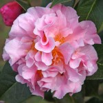 Camellia 'Nonie Haydon'