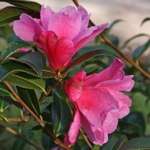 Camellia x williamsii 'November Pink'