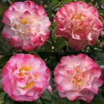 Camellia japonica 'Nuccio's Jewel'