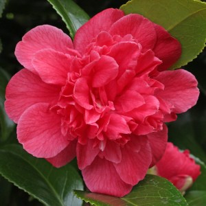 Camellia japonica 'Odoratissima'