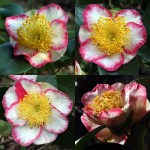 Camellia 'Ôkan' (Higo)