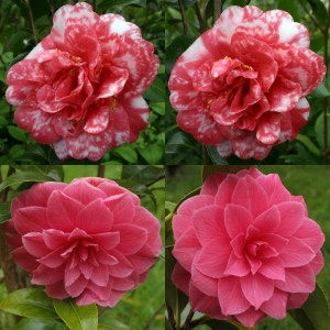 Camellia japonica 'Olga Anderson'