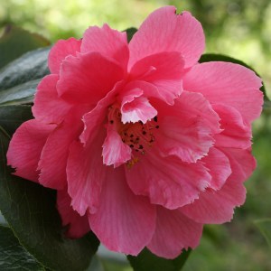 Camellia 'Olga Carlyon'