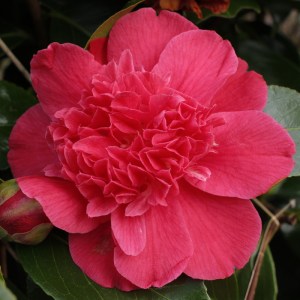 Camellia japonica 'Olive Honnor'