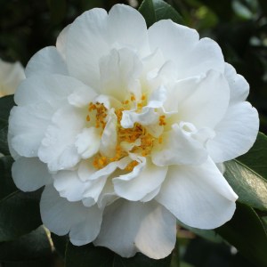 Camellia japonica 'Onetia Holland'