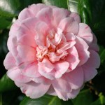 Camellia japonica 'Optima'