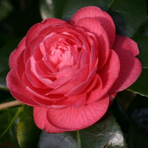 Camellia japonica 'Otahuhu Beauty'
