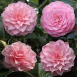 Camellia rusticana 'Otome'