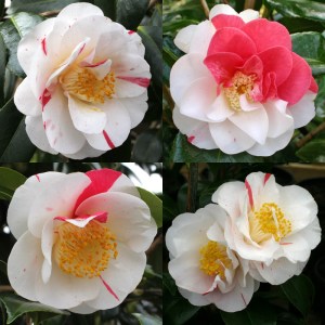 Camellia japonica 'Ozonran'