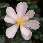 Camellia sasanqua 'Papaver'