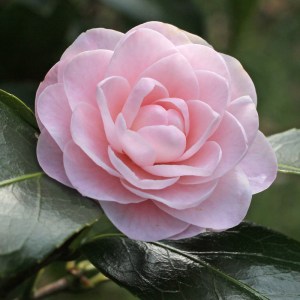 Camellia 'Paper Dolls'