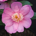 Camellia sasanqua 'Paradise Belinda'