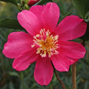 Camellia sasanqua 'Paradise Glow'