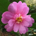 Camellia sasanqua 'Paradise Hilda'