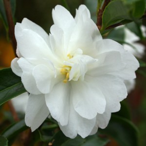 Camellia sasanqua 'Paradise Petite Little Liane'