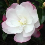 Camellia sasanqua 'Paradise Sayaka'