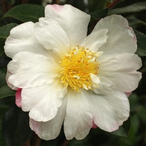 Camellia sasanqua 'Paradise Venessa'