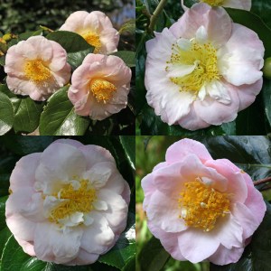Camellia japonica 'Patricia Ann'