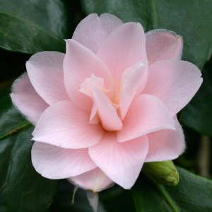 Camellia japonica 'Peachblossom'