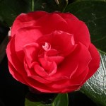 Camellia japonica 'Pearl Harbor'