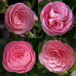 Camellia japonica 'Pearl Maxwell'