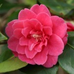 Camellia japonica 'Pearl's Pet'
