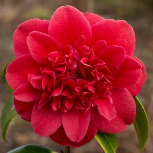 Camellia japonica 'Pensacola Red'
