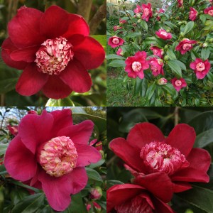 Camellia japonica 'Peter Betteley'