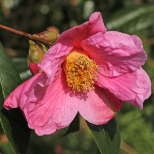 Camellia x williamsii 'Philippa Forward'