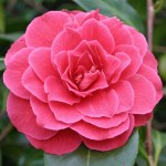 Camellia japonica 'Pierate's Pride'