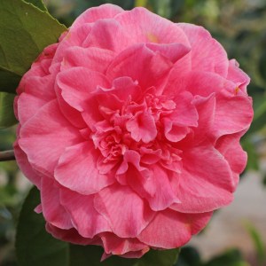 Camellia japonica 'Pink Champagne'