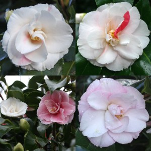 Camellia japonica 'Pink Clouds'