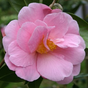 Camellia 'Pink Icicle'