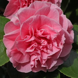 Camellia japonica 'Pink Pagoda'