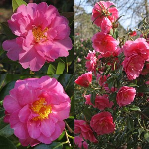 Camellia x williamsii 'Plymouth Beauty'