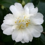 Camellia 'Polar Ice'