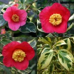 Camellia japonica 'Portuense'