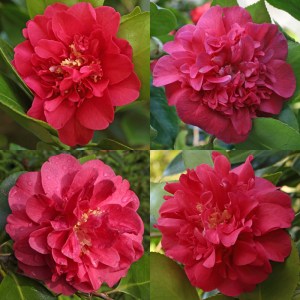 Camellia japonica 'Premier'