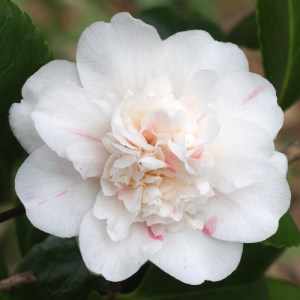 Camellia japonica 'Press's Eclipse'