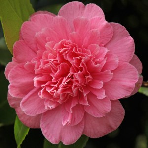 Camellia japonica 'Preston Rose'
