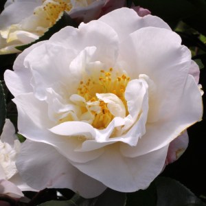 Camellia japonica 'Prima Ballerina'