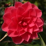 Camellia japonica 'Prince Eugene Napoleon'