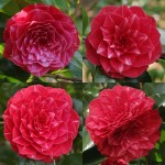 Camellia japonica 'Princesse Baciocchi'