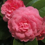 Camellia japonica 'Princess Margaret'