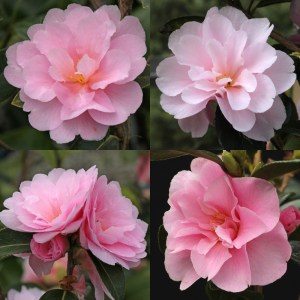 Camellia 'Prudence'