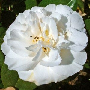 Camellia japonica 'Purity'