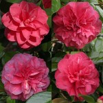 Camellia japonica 'Purple Emperor'